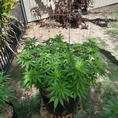 Doorman Lights #3 growlog timeline photo