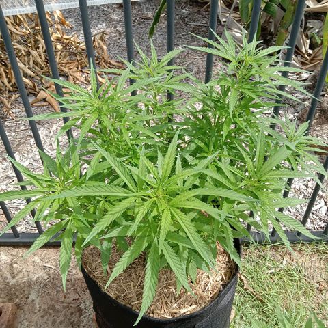 Dorman Lights #4 growlog photo: Progress