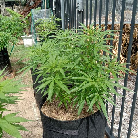 Dorman Lights #4 growlog photo: Progress