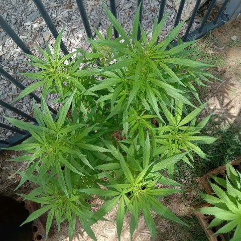 Dorman Lights #4 growlog photo: Progress