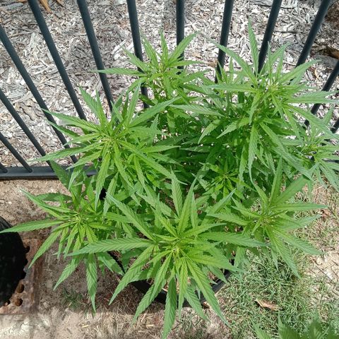 Dorman Lights #4 growlog photo: Progress