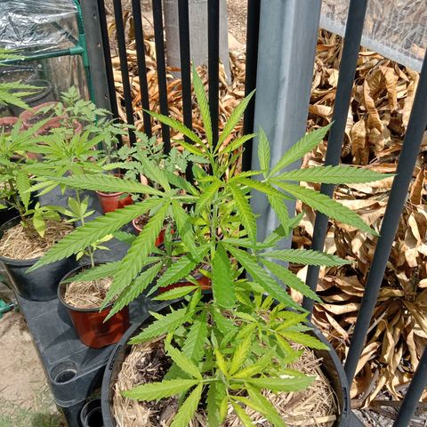 Shelly Strain #1 growlog photo: Progress