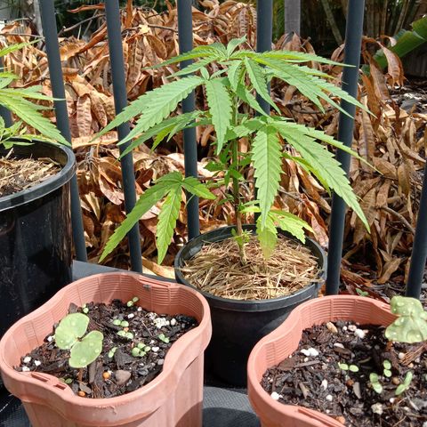 Cornish Kush #2 growlog photo: Progress