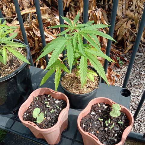 Cornish Kush #2 growlog photo: Progress