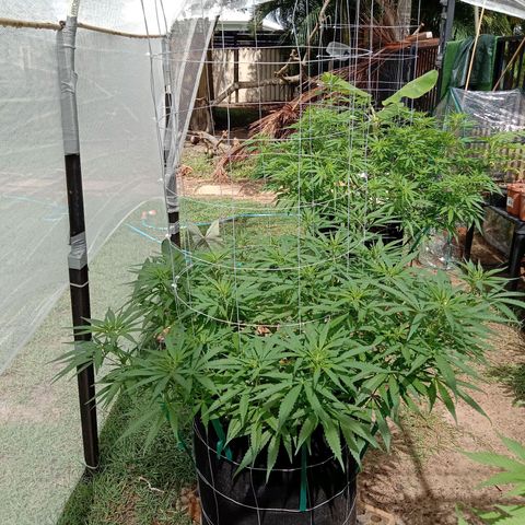 Doorman Lights #1 growlog photo: Progress