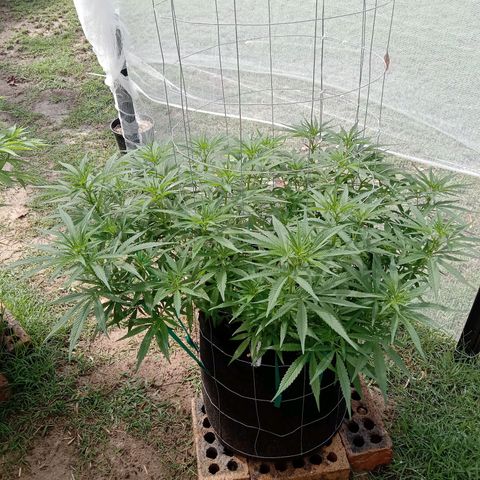 Doorman Lights #1 growlog photo: Progress