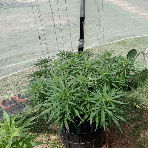 Doorman Lights #1 growlog photo: Progress