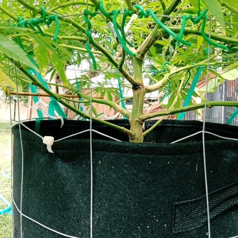 Doorman Lights #2 growlog photo: Progress