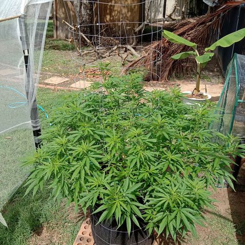 Doorman Lights #2 growlog photo: Progress