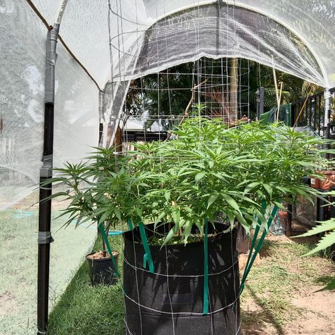 Doorman Lights #1 growlog photo: Progress