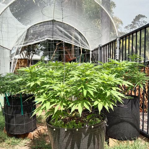 Doorman Lights #3 growlog photo: Progress