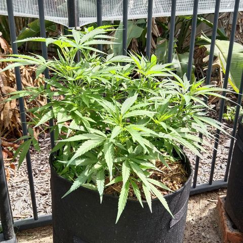 Doorman Lights #5 growlog photo: Progress
