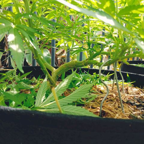 Doorman Lights #5 growlog photo: Progress