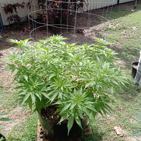 Doorman Lights #3 growlog photo: Progress