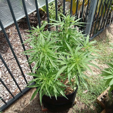 Dorman Lights #4 growlog photo: Progress