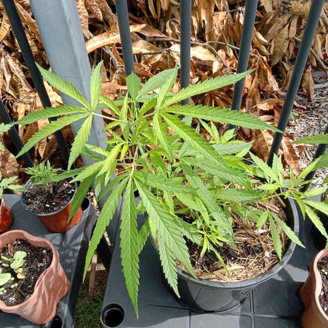 Shelly Strain #1 growlog photo: Progress