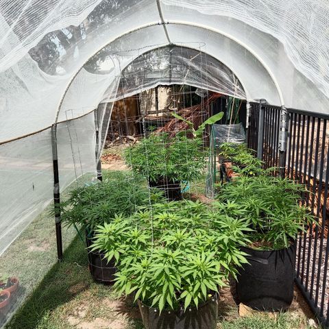 Dorman Lights #4 growlog photo: Garden progress