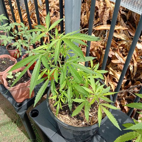 Shelly Strain #1 growlog photo: Progress