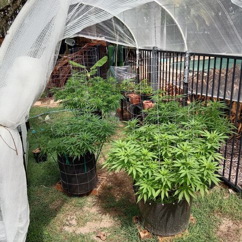 Dorman Lights #4 growlog photo: Garden progress