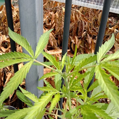 Shelly Strain #1 growlog photo: Progress