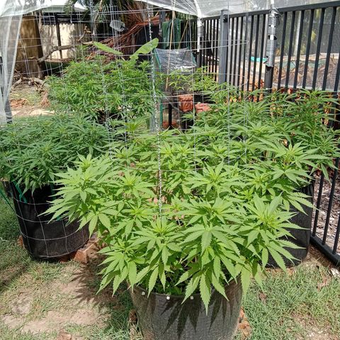 Doorman Lights #3 growlog photo: Progress