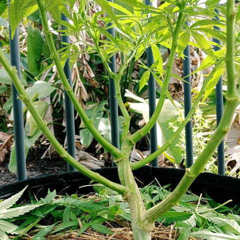 Dorman Lights #4 growlog photo: Progress
