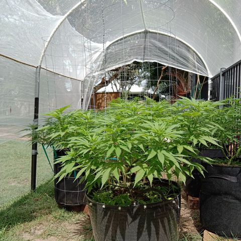 Doorman Lights #3 growlog photo: Progress