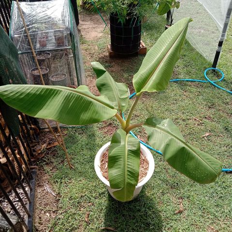 Dorman Lights #4 growlog photo: Garden progress
