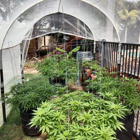 Dorman Lights #4 growlog photo: Garden progress