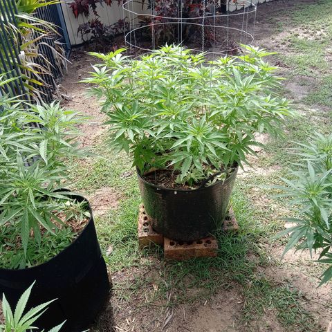 Doorman Lights #3 growlog photo: Progress