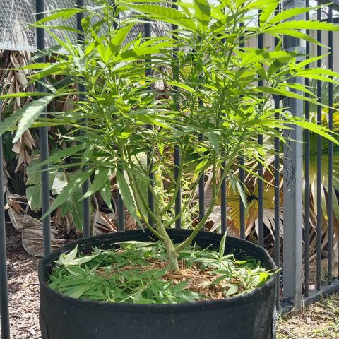Dorman Lights #4 growlog photo: Progress