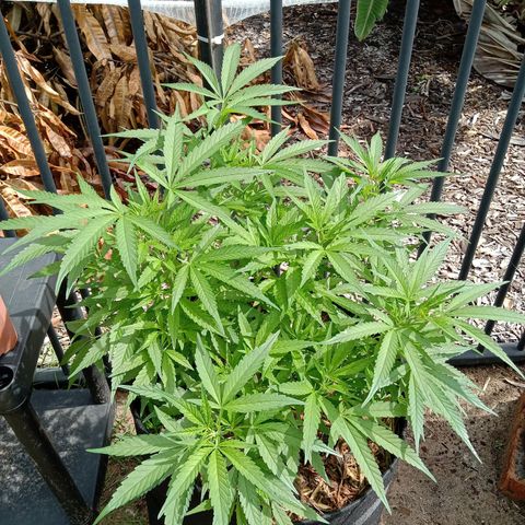 Doorman Lights #5 growlog photo: Progress
