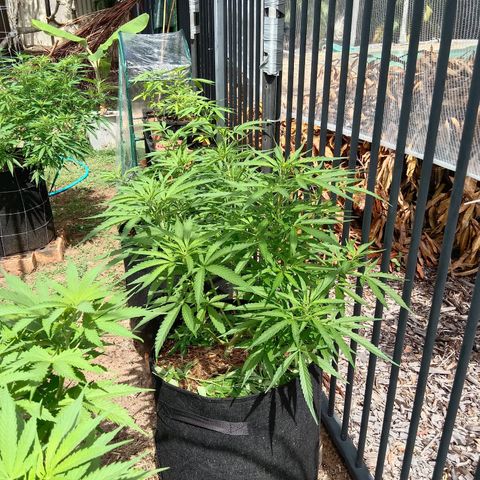 Dorman Lights #4 growlog photo: Progress
