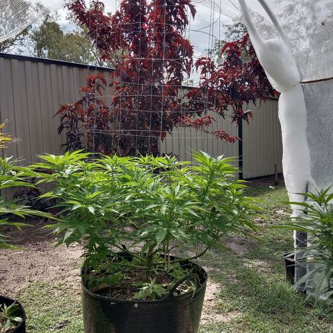 Doorman Lights #3 growlog photo: Progress