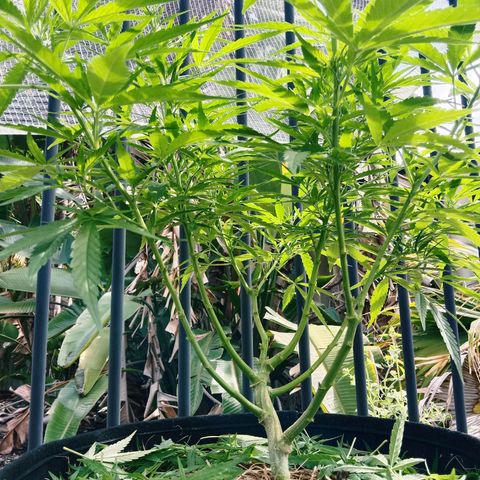 Dorman Lights #4 growlog photo: Progress