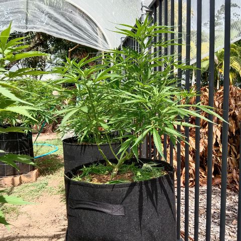 Dorman Lights #4 growlog photo: Progress