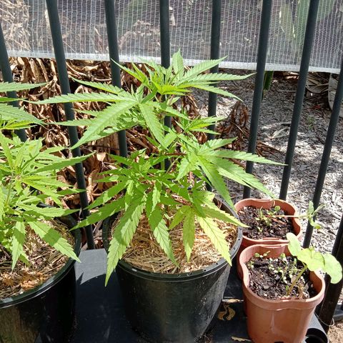 Cornish Kush #2 growlog photo: Progress