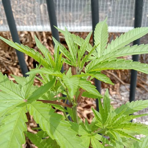 Cornish Kush #2 growlog photo: Progress