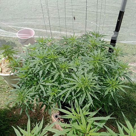 Doorman Lights #1 growlog photo: Progress