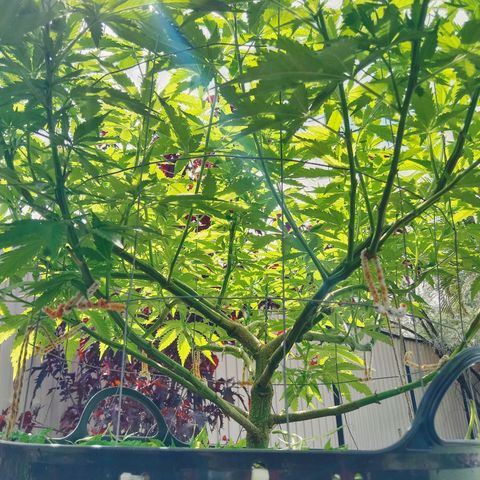 Doorman Lights #3 growlog photo: Progress