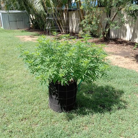 Doorman Lights #2 growlog photo: Progress