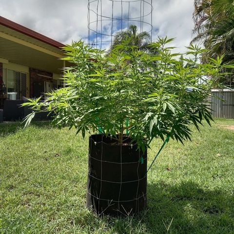 Doorman Lights #2 growlog photo: Progress