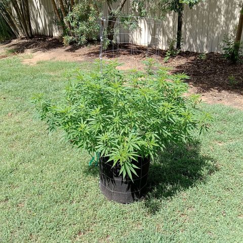 Doorman Lights #2 growlog photo: Progress