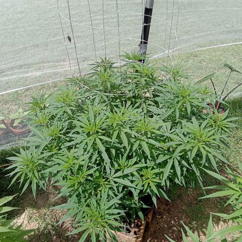 Doorman Lights #1 growlog photo: Progress