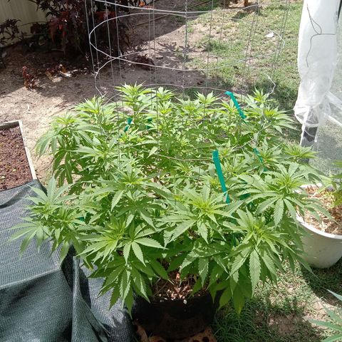 Doorman Lights #3 growlog photo: Progress