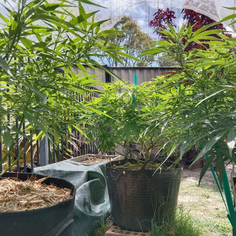 Doorman Lights #3 growlog photo: Progress