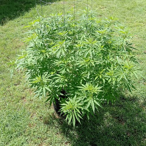 Doorman Lights #2 growlog photo: Progress