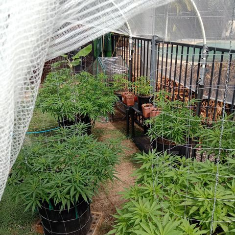 Dorman Lights #4 growlog photo: Garden progress