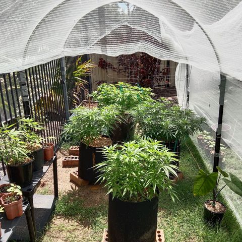 Doorman Lights #5 growlog timeline photo