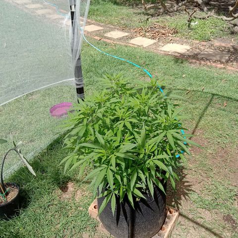 Doorman Lights #5 growlog timeline photo